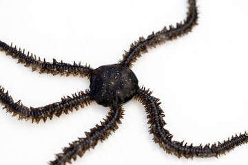 Animal species are invertebrates, found in the tide of the sea.