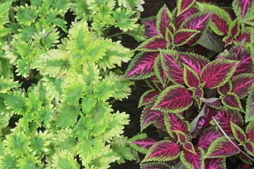 leaves background