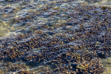 Animal species are invertebrates, found in the tide of the sea.