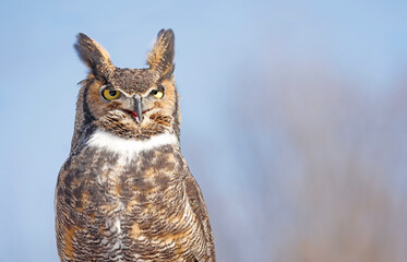 Great-horned Owl portrait with sky blue background, Quebec, Canada