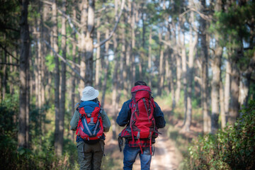 Obraz premium Hiking Couple backpacker in the pine forest.