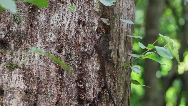 Female Boyd's forest dragon eating an ant on a tree trunk