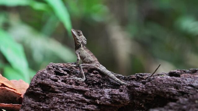 Juvenile Boyd's forest dragon on a log