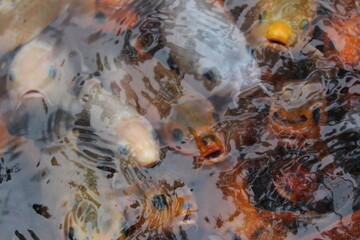 Obraz premium fish in the water