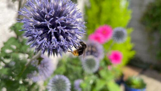 Bee pollinating blue globe thistle flower hypnotising detail. Scotland. Close up