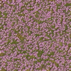 Obraz premium 3D rendering of ground cover filled with flowers and grass, spring vibes and summer, perfect for texture, background and wallpaper