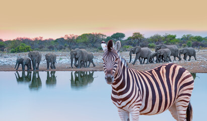 A group of elephant families go to the water's edge for a drink - A blurry zebra standing in the front -  Etosha National Park, Namibia © muratart