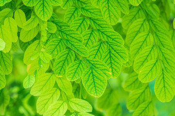 Fototapeta na wymiar Acacia young green leaves in summer sunshine.