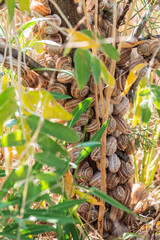 Many snails are sitting on a branch.