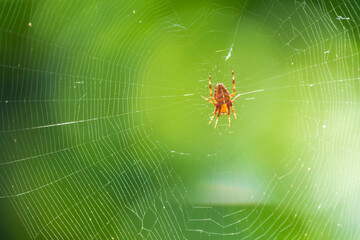 Spider on a spider web with a green background