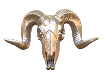 Skull of sheep isolated. PNG transparency