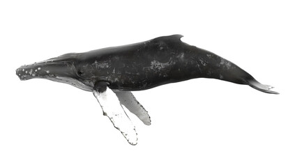 Humpback whale on an isolated. PNG transparency  © POSMGUYS