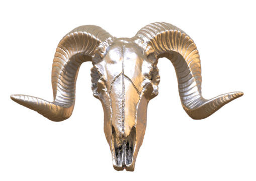 Skull of sheep isolated. PNG transparency