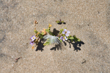 Sea Rocket Plant Growing in Sand
