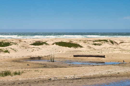 Small Sand Dunes and a Log by the Pacific Ocean at Beach Foot Trail in Pismo Beach, California