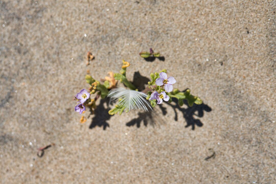 Sea Rocket Plant Growing in Sand