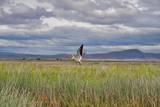Beautiful Pelican Takes Flight in Lower Klamath Nature Preserve