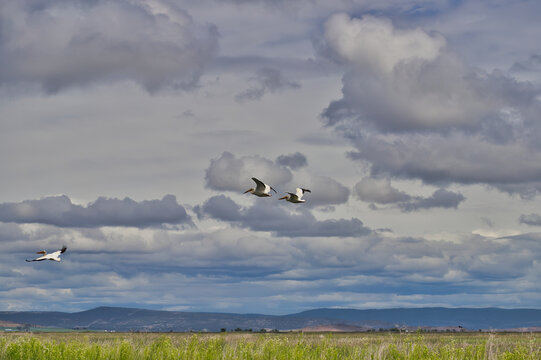 Beautiful Pelicans Take Flight in Lower Klamath Nature Preserve