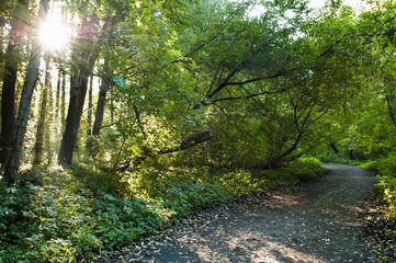 green forest and the sun at dawn , forest road in the foreground