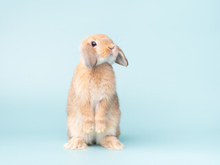 Front view of orange cute baby holland lop rabbit standing on pastel green background. Lovely action of young rabbit.