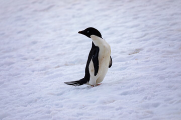 An Adelie Penguin in Antarctica looks over its shoulder