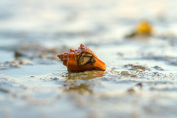 Fototapeta na wymiar Hermit Crab or Paguroidea in a shell on tropical beach, close up sea life