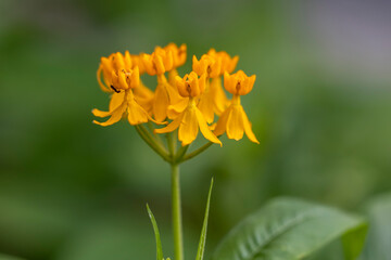 yellow flower in the garden