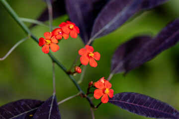 small red flowers