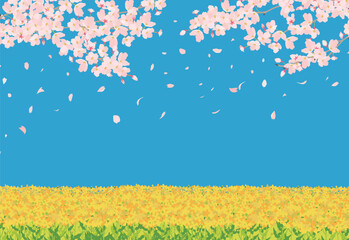 春　菜の花と青空と桜　桜舞う