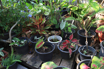 Caladium bicolor tree. Close up many exotic green leaf in pot on wooden floor in garden with morning light. The side of beautiful patterned leaves