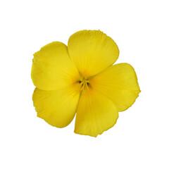 Yellow flower isolated on white background. Flat lay, top view.