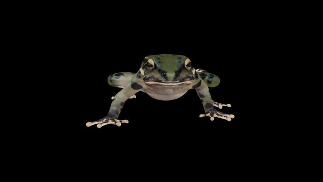 Frog Walk 3D Animation With Alpha Video