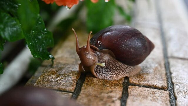 This is how a snail eats - Snail munching on tasty flower
