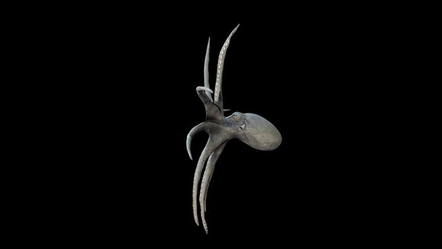 Octopus Swim 3D Animation With Alpha Video