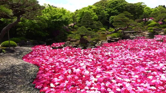 日本庭園の池に浮かぶ無数の牡丹の花  パンショット  4K  島根県由志園の春の風景  2022年5月2日