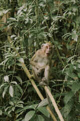 a long tailed monkey sitting on a tree trunk in merapi mount  national park yogyakarta, indonesia