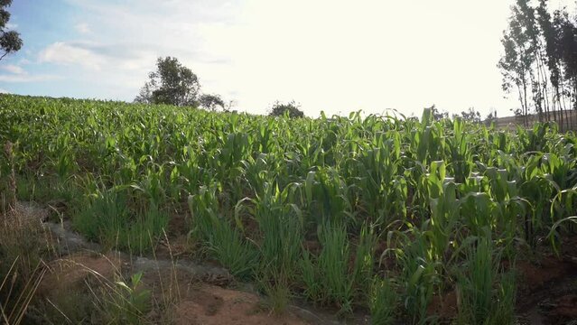 Browntop millet agricultural crops harvesting at Yungay Peru