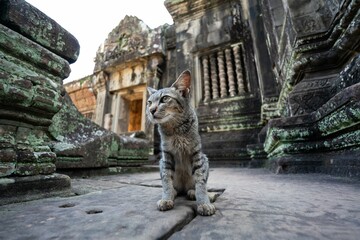 Cambodia bentley color temple's cat