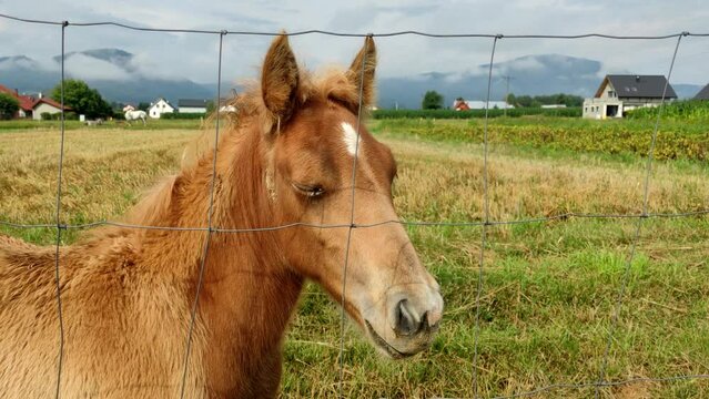Handheld close-up shot of the wild small horse, a filly with mountains in the background.