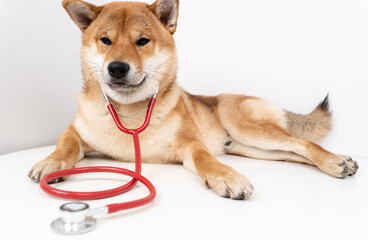 a dog with a stethoscope in the clinic
