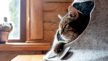 Bengal cat lying on sofa and smiling.