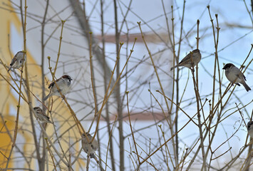 A flock of sparrows sits on the branches of a tree on a winter day