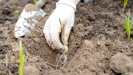 planting onions in the garden on a sunny day