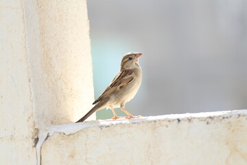 sparrow in light