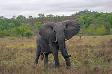 Fototapeta na wymiar African Elephant in Threatening Posture with Ears Spread