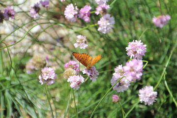 butterfly on flower, U of A Botanic Gardens, Devon, Alberta
