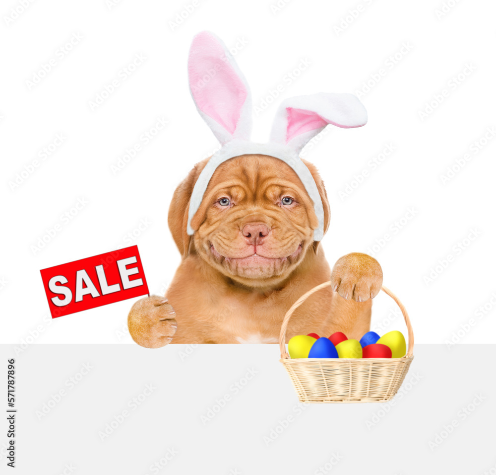 Poster smiling puppy wearing easter rabbits ears looks from behind empty white banner holds basket of paint