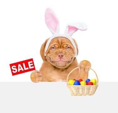Smiling puppy wearing easter rabbits ears looks from behind empty white banner holds basket of painted eggs and shows signboard with labeled "sale". Isolated on white background
