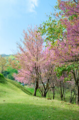 Wild Himalayan Cherry (Prunus cerasoides) 