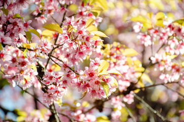 Fototapeta na wymiar Wild Himalayan Cherry (Prunus cerasoides) 